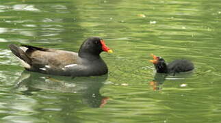 Common Moorhen