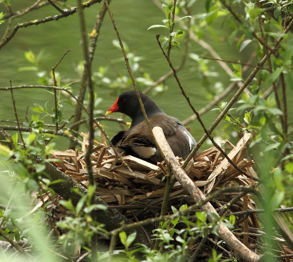 Gallinule poule-d'eau