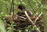 Gallinule poule-d'eau