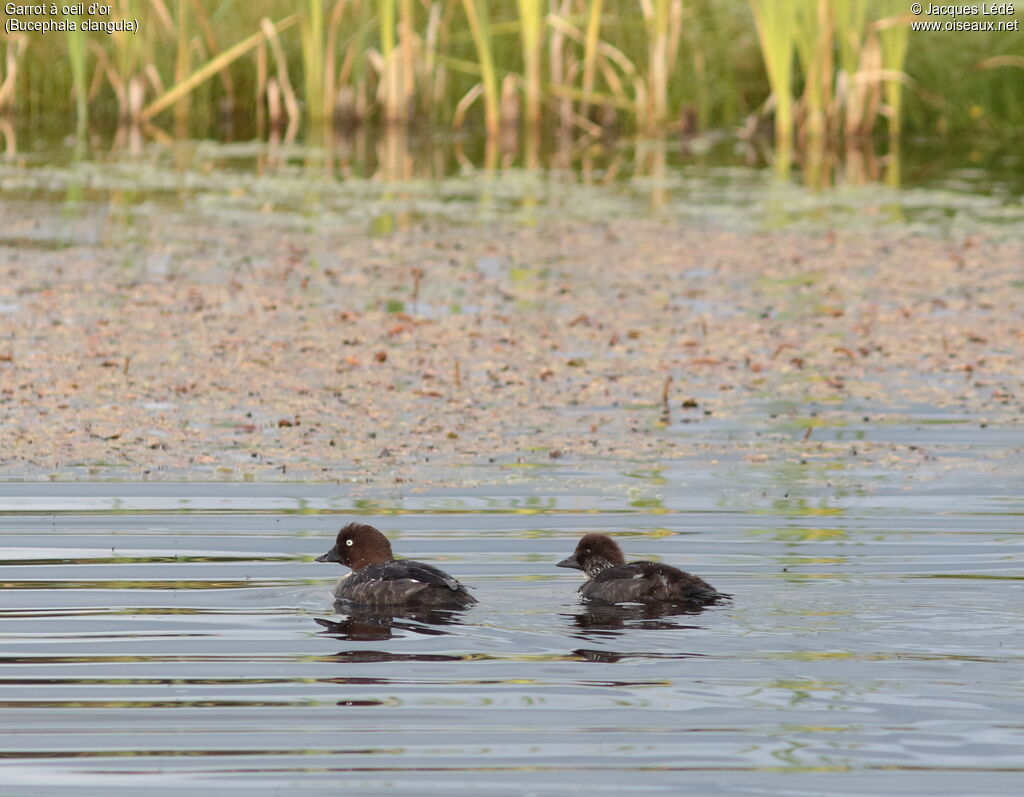 Common Goldeneye