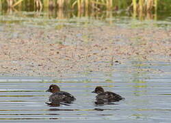 Common Goldeneye