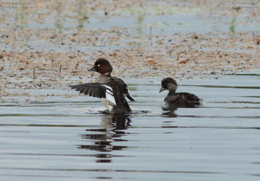 Common Goldeneye