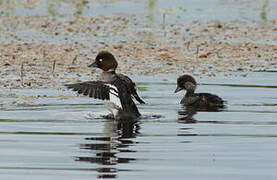 Common Goldeneye