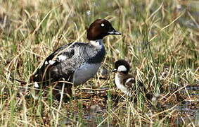 Common Goldeneye