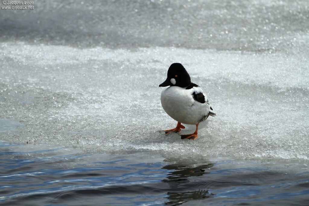 Common Goldeneye male