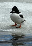 Common Goldeneye