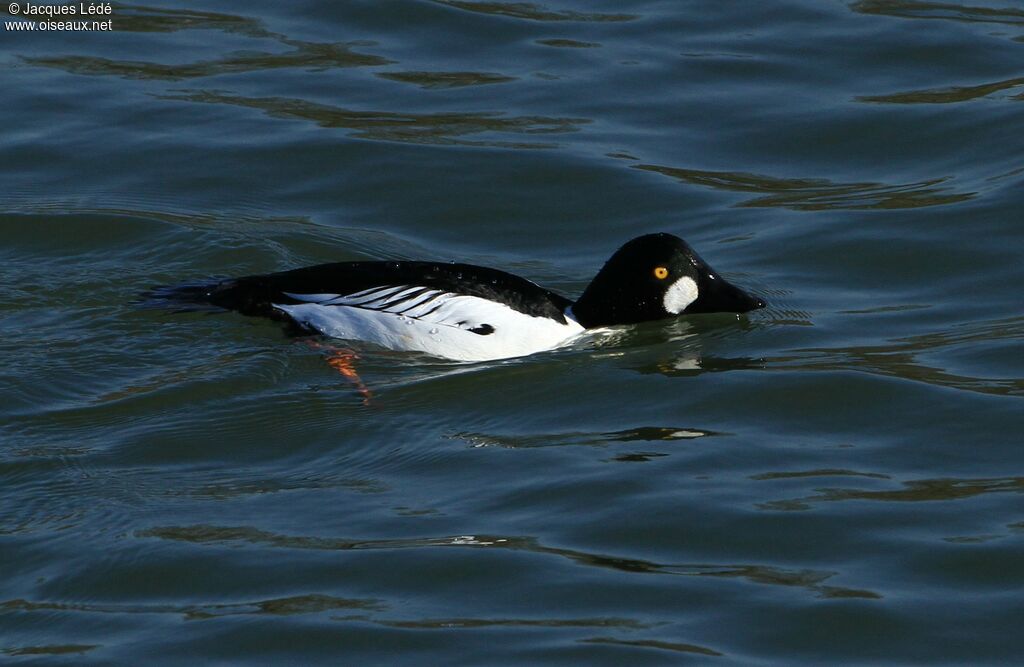 Common Goldeneye