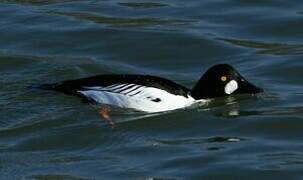 Common Goldeneye