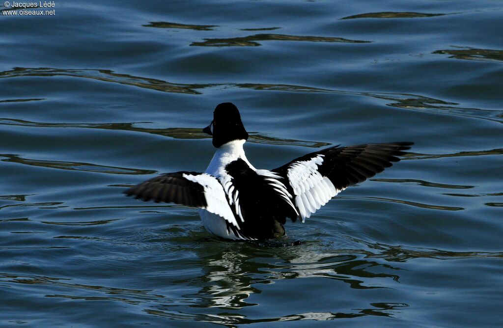 Common Goldeneye