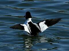 Common Goldeneye