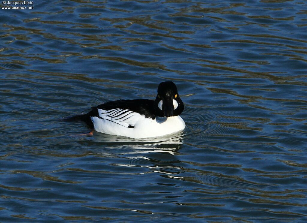 Common Goldeneye