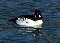 Common Goldeneye