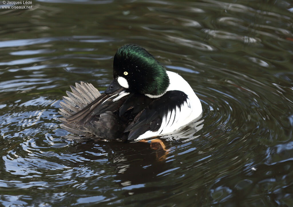 Common Goldeneye