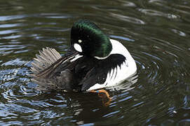 Common Goldeneye