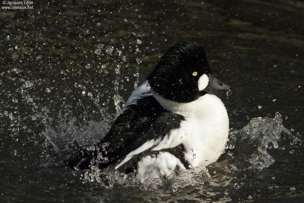 Common Goldeneye