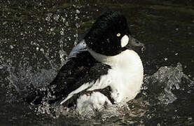 Common Goldeneye