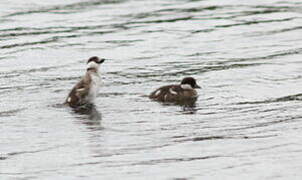 Common Goldeneye