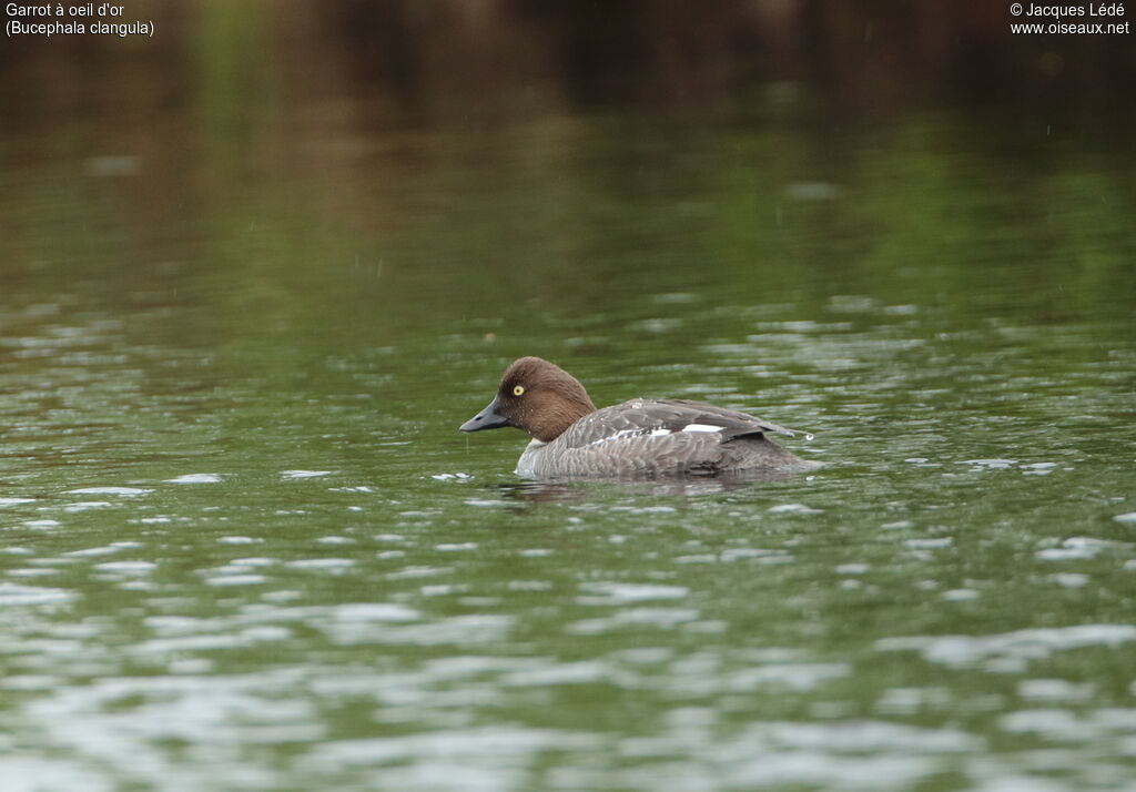 Common Goldeneye