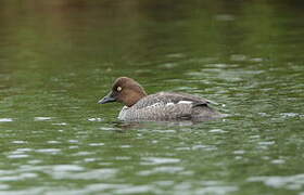 Common Goldeneye