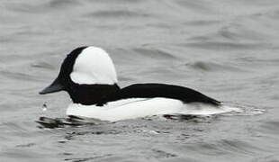 Bufflehead