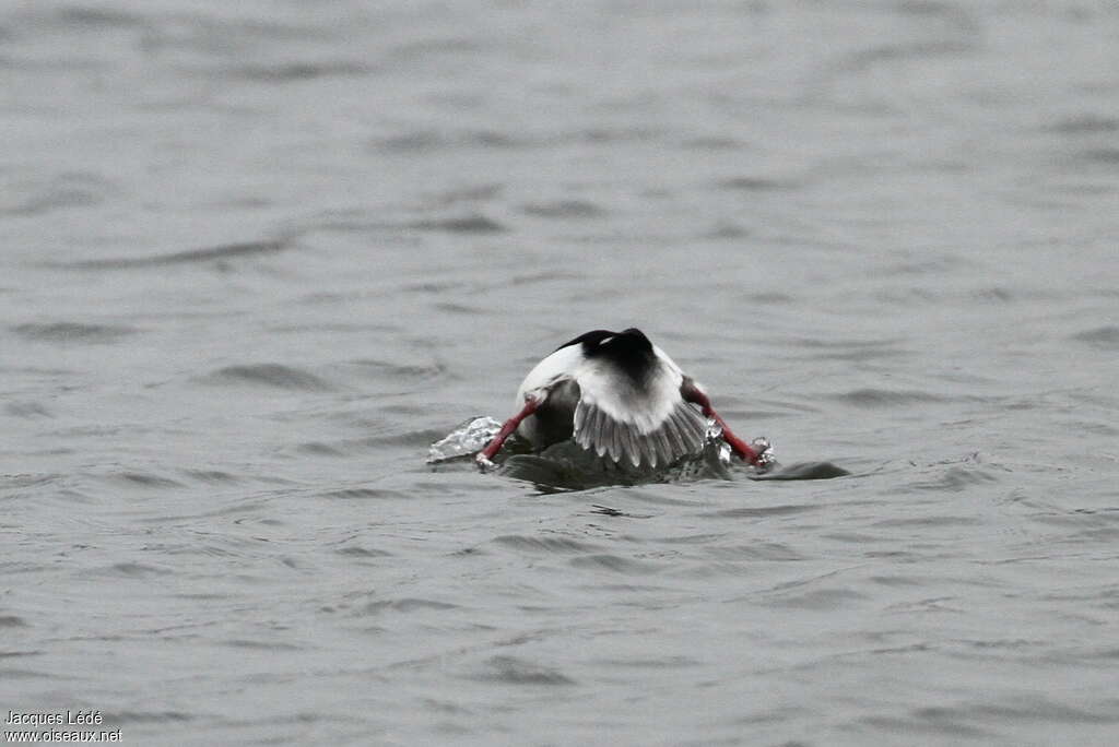 Bufflehead male adult, swimming