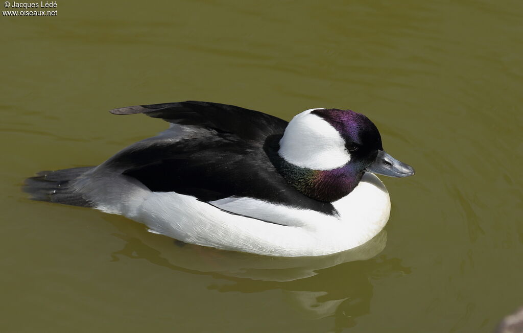 Bufflehead