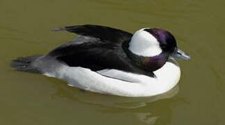 Bufflehead