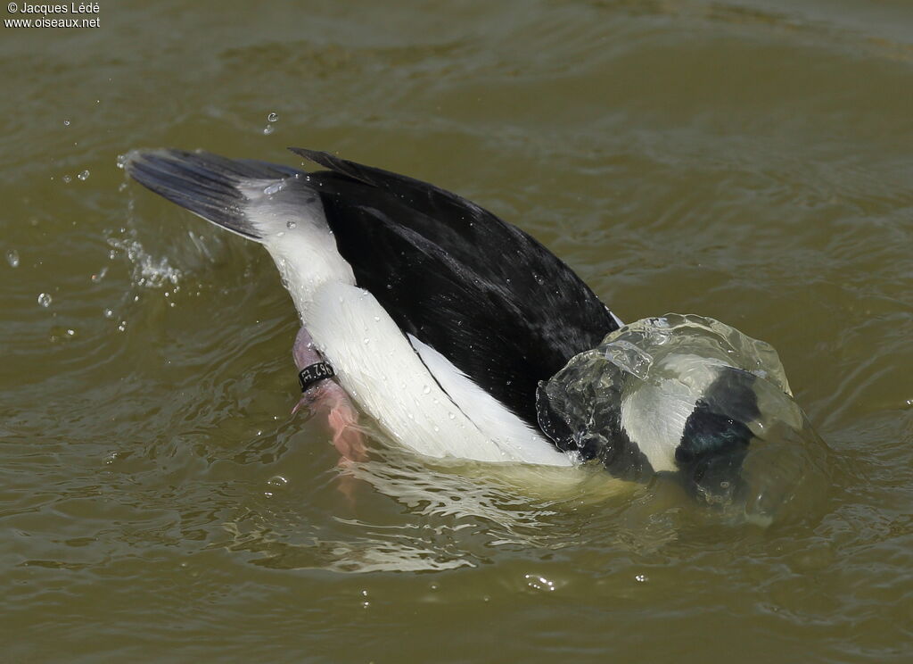 Bufflehead