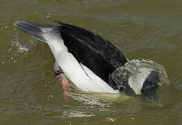 Bufflehead