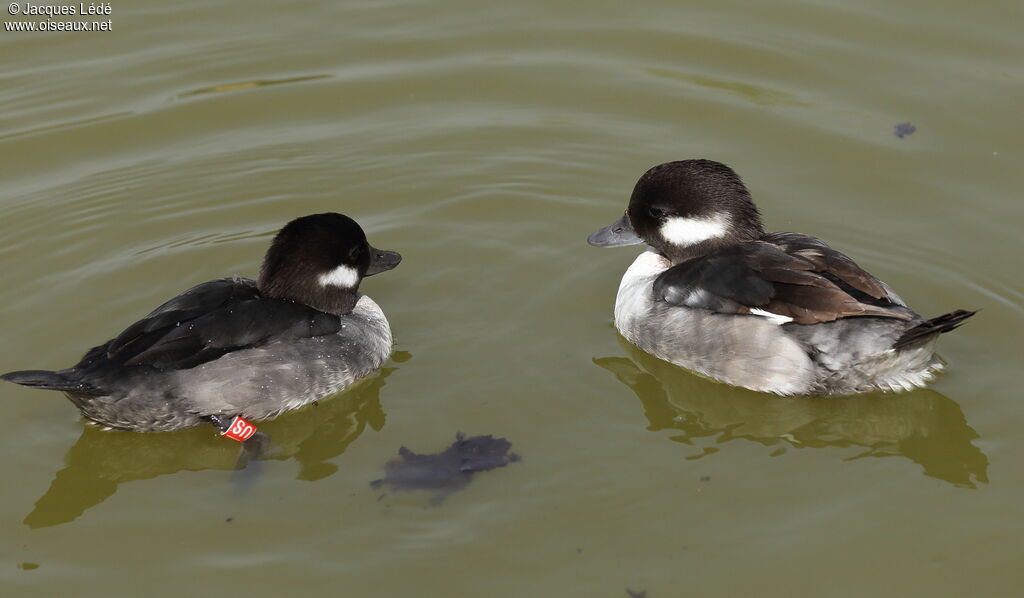 Bufflehead