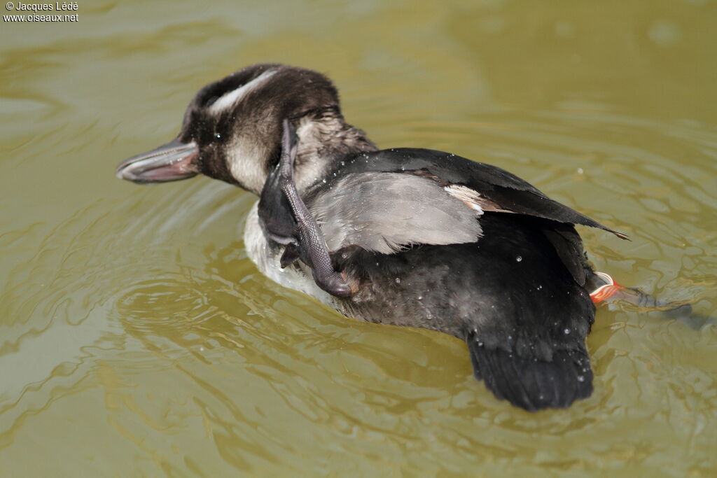 Bufflehead