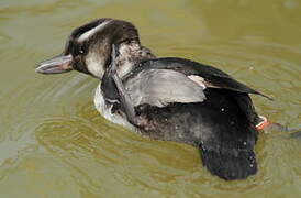 Bufflehead