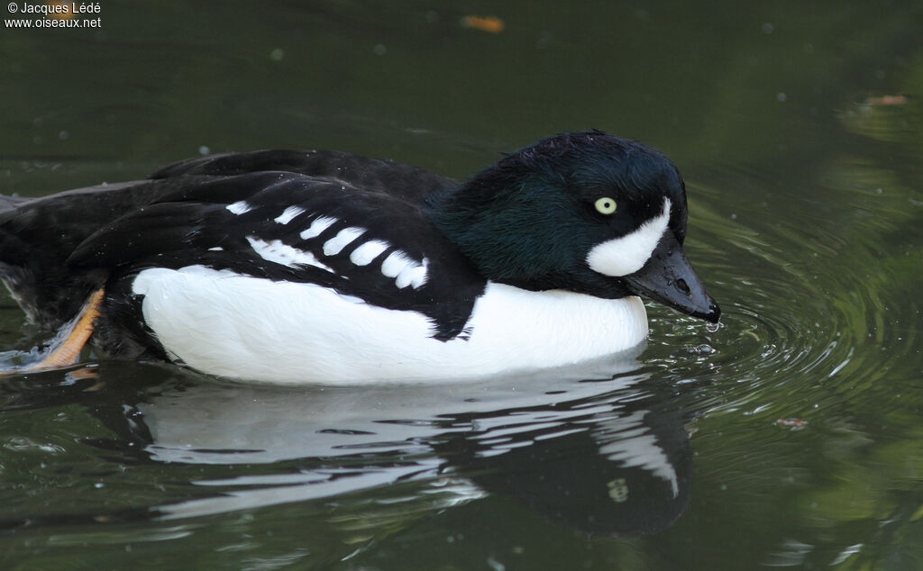 Barrow's Goldeneye