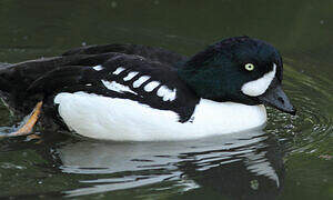 Barrow's Goldeneye