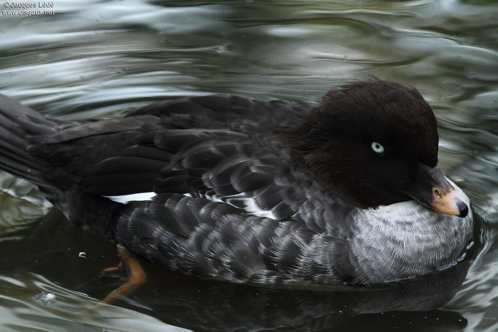 Barrow's Goldeneye