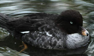 Barrow's Goldeneye