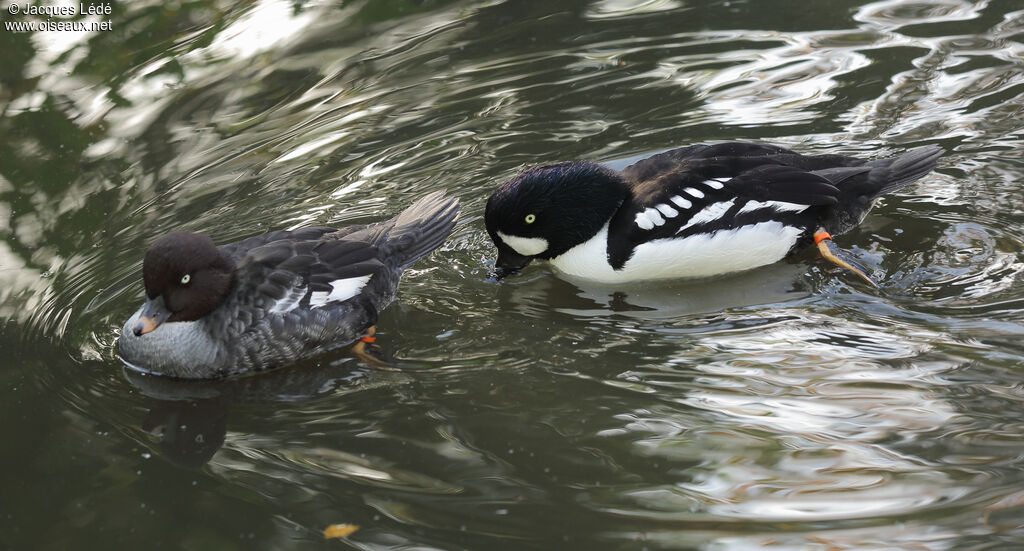 Barrow's Goldeneye