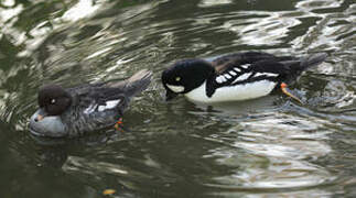 Barrow's Goldeneye