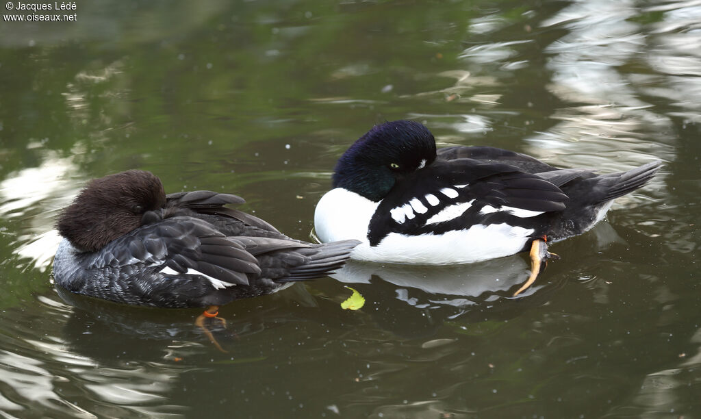 Barrow's Goldeneye