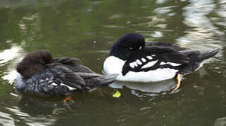 Barrow's Goldeneye