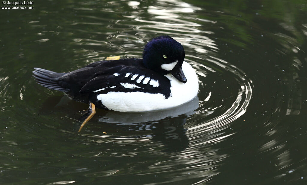 Barrow's Goldeneye