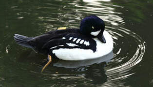 Barrow's Goldeneye