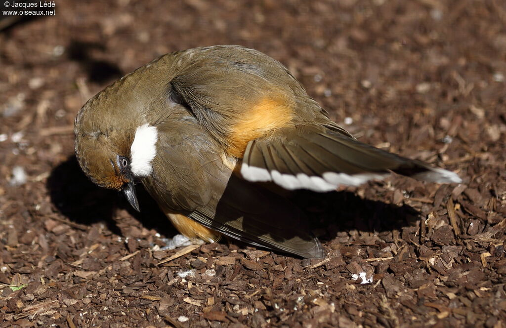 White-throated Laughingthrush