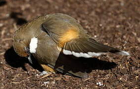 White-throated Laughingthrush