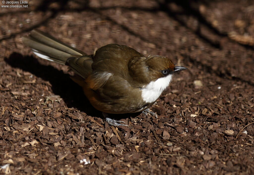 White-throated Laughingthrush