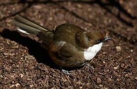 White-throated Laughingthrush