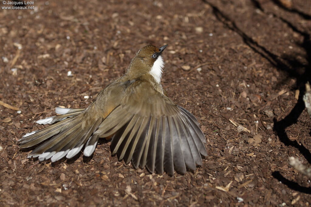 White-throated Laughingthrush