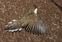 White-throated Laughingthrush