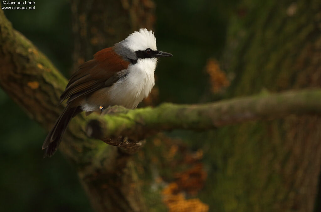 White-crested Laughingthrush