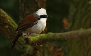 White-crested Laughingthrush